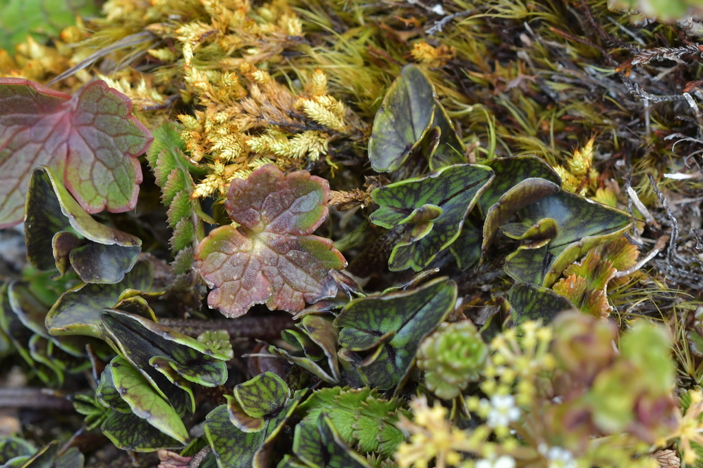 Caltha novae-zelandiae