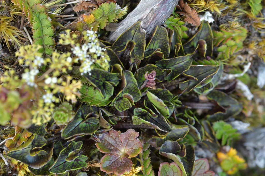 Caltha novae-zelandiae