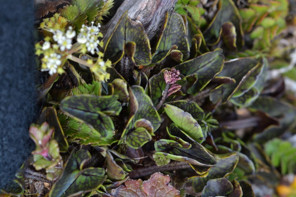Caltha novae-zelandiae