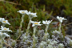 Leucogenes leontopodium