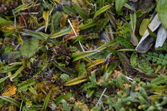 Astelia linearis