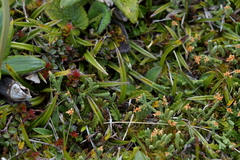 Astelia linearis