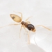 Ghost Ant - Photo (c) clurarit, some rights reserved (CC BY-NC-SA), uploaded by clurarit