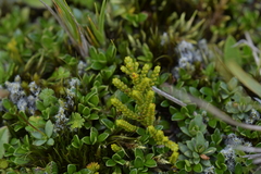 Veronica tetragona