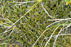 Astelia linearis
