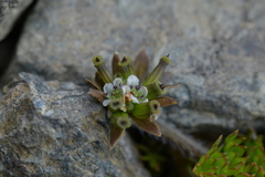 Chaerophyllum colensoi