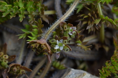 Chaerophyllum colensoi