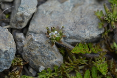 Chaerophyllum colensoi