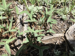 Trifolium gymnocarpon