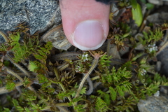 Chaerophyllum colensoi