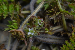 Chaerophyllum colensoi