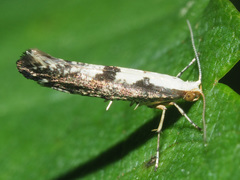 Argyresthia spinosella