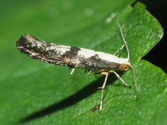 Argyresthia spinosella