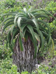 Aloe thraskii