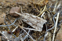 Eudonia cyptastis