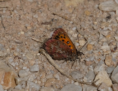 Aloeides thyra orientis