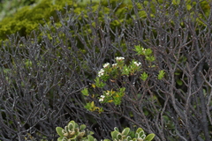Pimelea gnidia