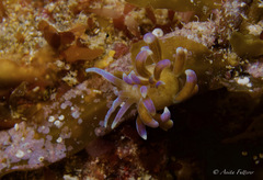 Phyllodesmium macphersonae