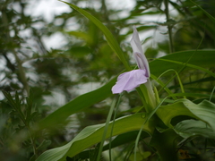 Roscoea purpurea