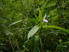 Roscoea purpurea