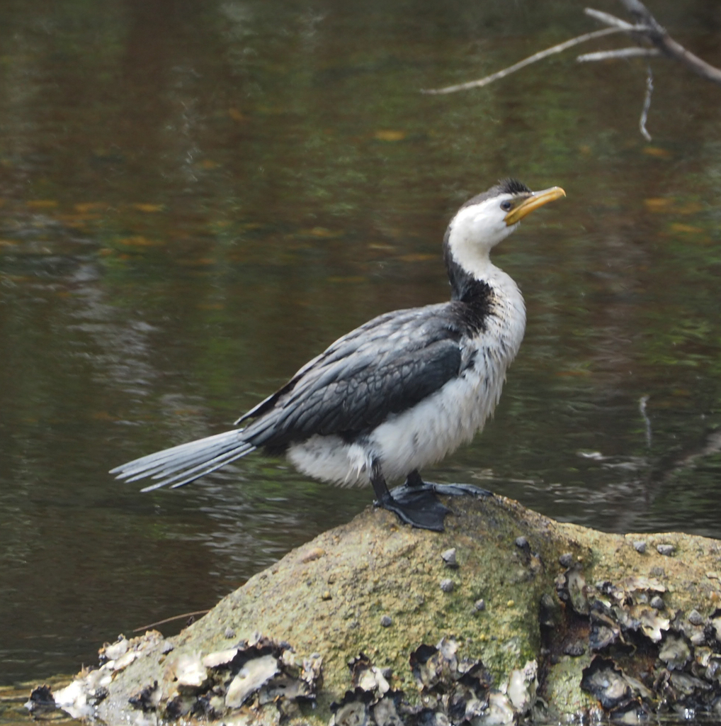 Little Pied Cormorant from Currarong NSW 2540, Australia on December 06 ...