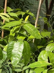 Parkia timoriana