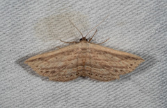 Hyposada hydrocampata