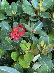 Xanthostemon chrysanthus