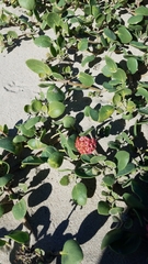 Abronia maritima × latifolia
