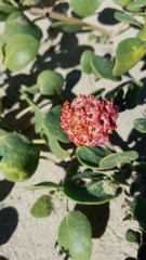 Abronia maritima × latifolia