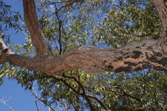 Corymbia trachyphloia