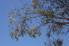 Corymbia trachyphloia