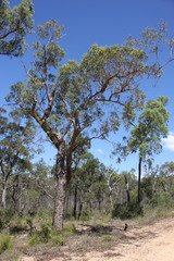 Corymbia trachyphloia