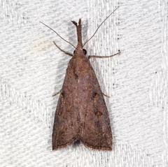 Hypena subvittalis