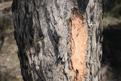 Corymbia trachyphloia