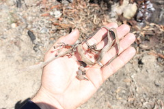 Corymbia trachyphloia