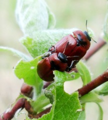 Gonioctena viminalis