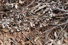 Corymbia trachyphloia