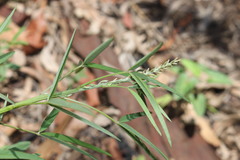 Crotalaria lanceolata lanceolata