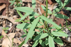 Crotalaria lanceolata lanceolata