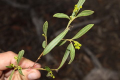 Dodonaea lanceolata