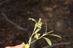 Dodonaea lanceolata