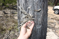 Eucalyptus exserta