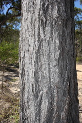 Eucalyptus exserta