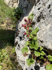 Telesonix heucheriformis