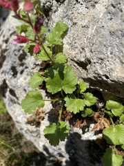 Telesonix heucheriformis