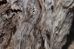 Eucalyptus latisinensis
