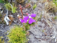 Lobelia tenuior