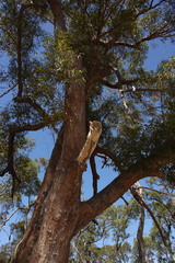 Eucalyptus latisinensis