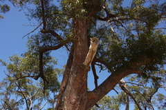 Eucalyptus latisinensis